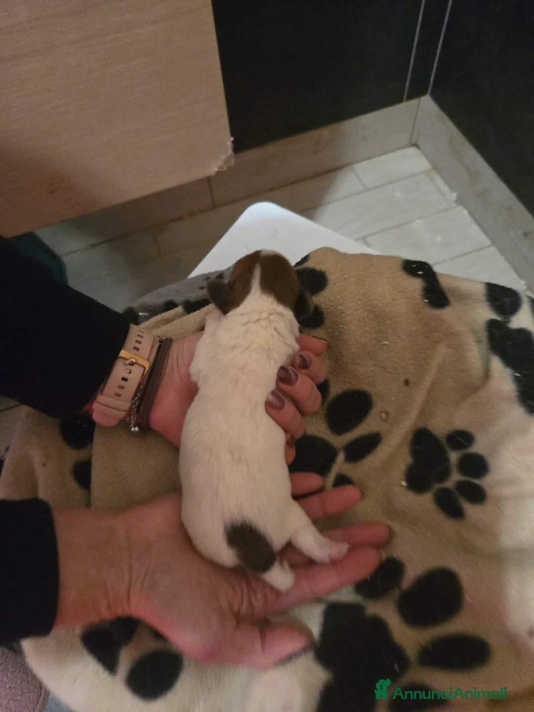 Jack Russell cani in vendita: Cuccioli di Jack Russell Terrier - Annuncio 6