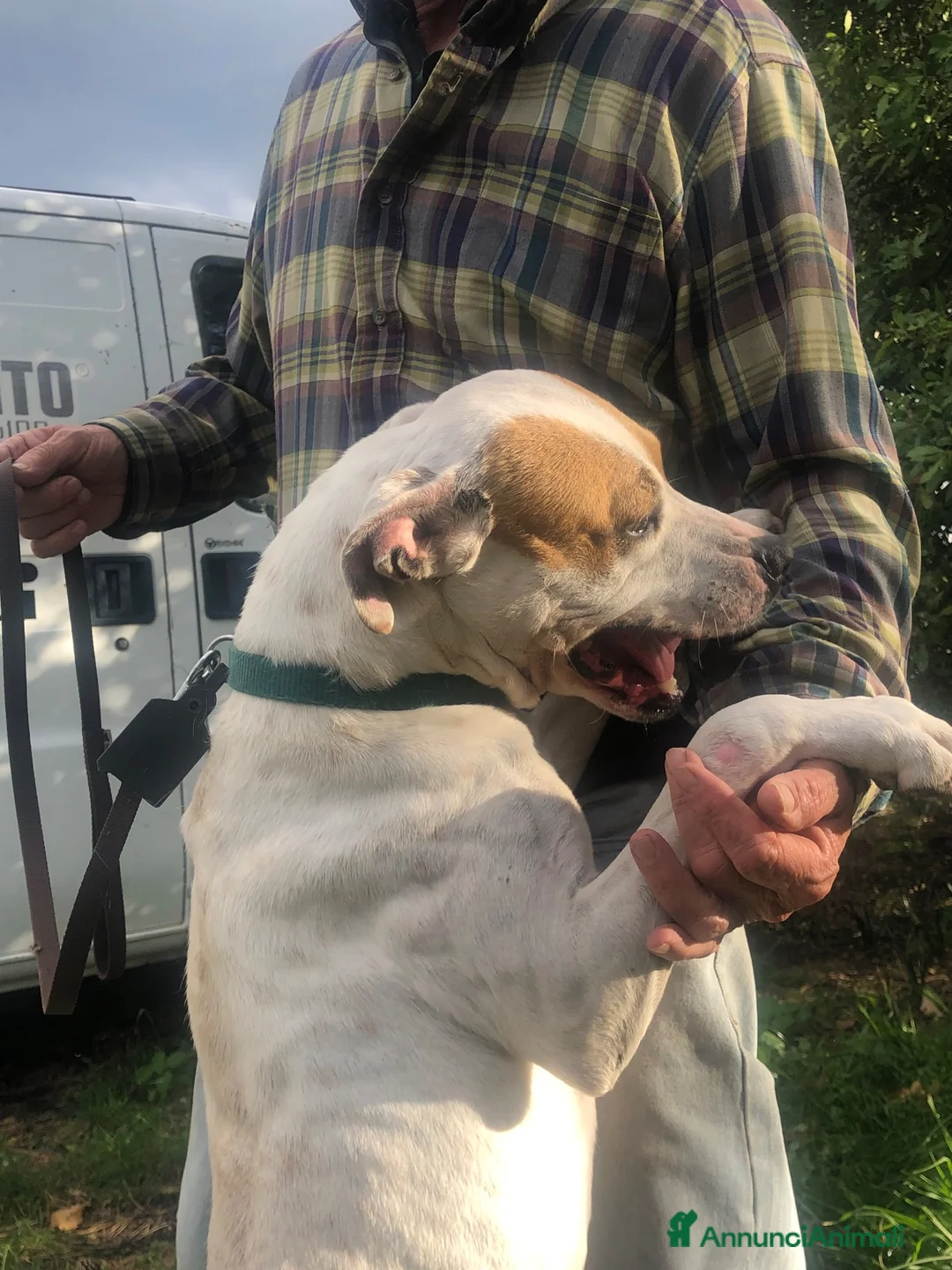 Meticcio cani in regalo: Lilli cerca casa a Città metropolitana di Catania - Annuncio 6