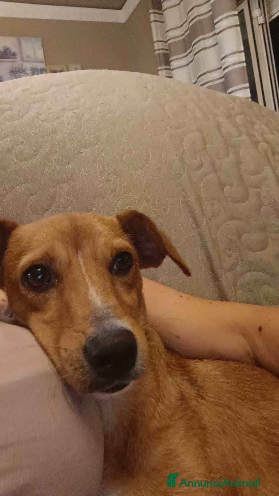 Altre razze cani in regalo: willy   - Immagine 4