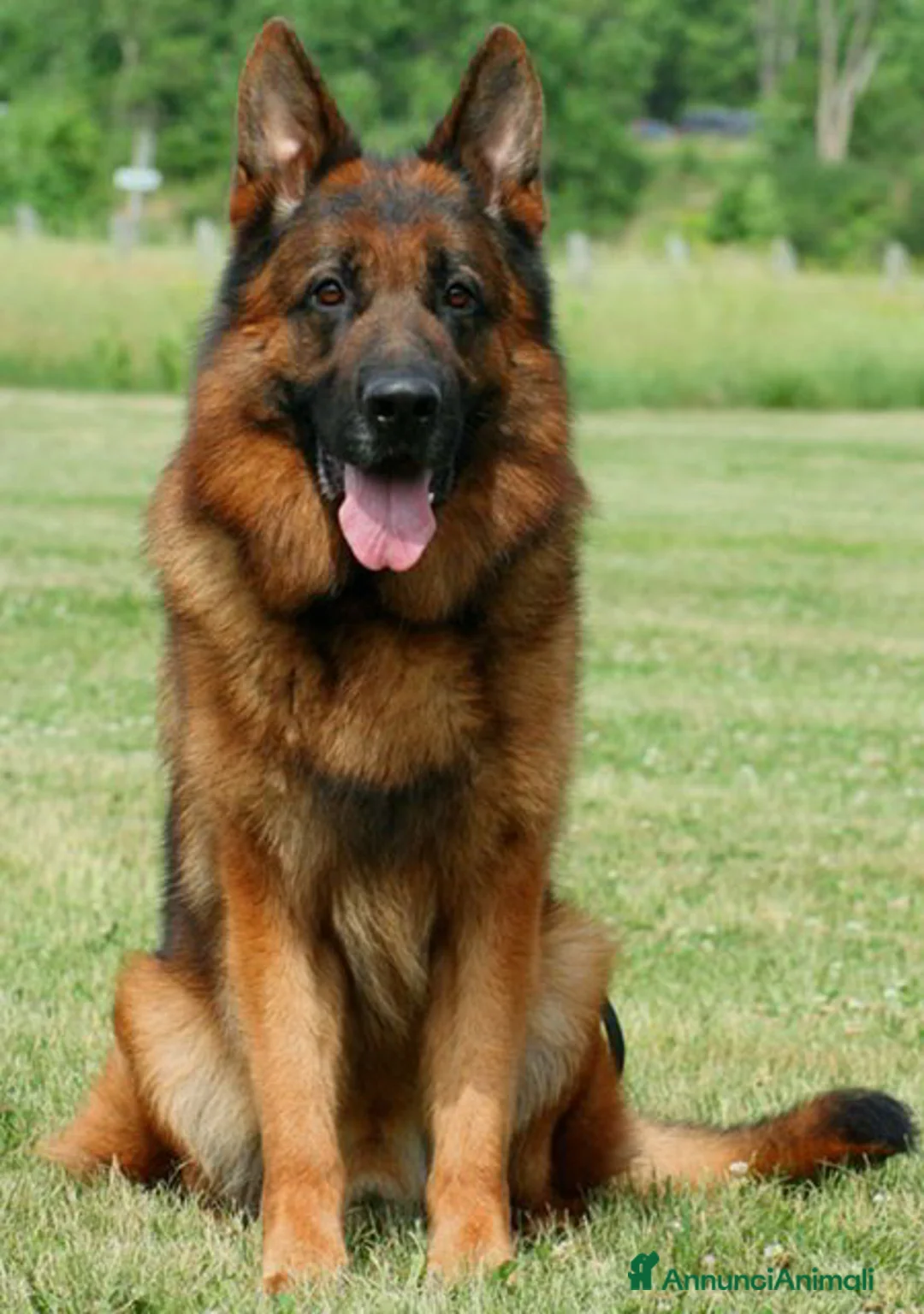 Pastore Tedesco cani in vendita: Cuccioli pastore tedesco selezionato - Annuncio 7