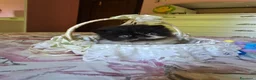 Persiano gatti in vendita: Cuccioli persiani  - Annuncio 8