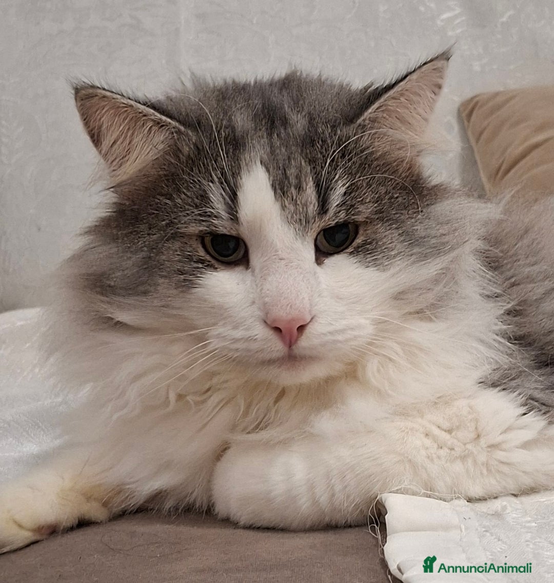 Immagine della galleria {{count}}