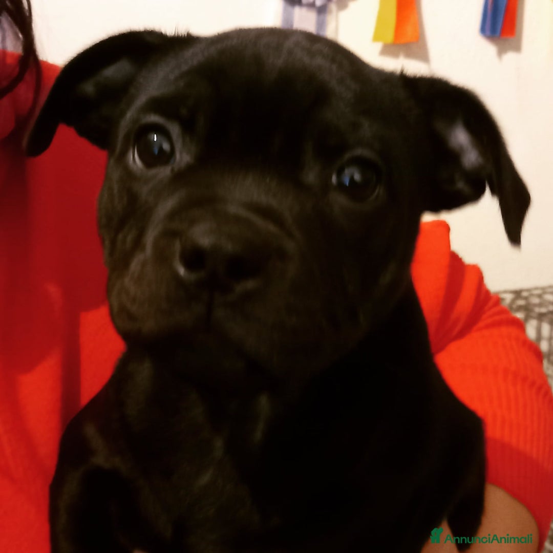 Immagine della galleria {{count}}