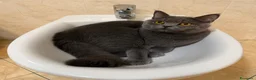 British gatti in vendita: BRITISH SHORTHAIR  - Annuncio 4