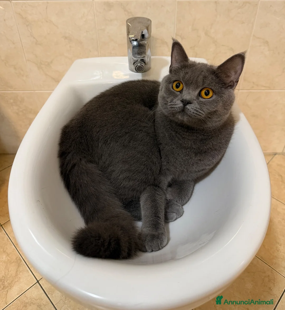 British gatti in vendita: BRITISH SHORTHAIR  - Annuncio 4