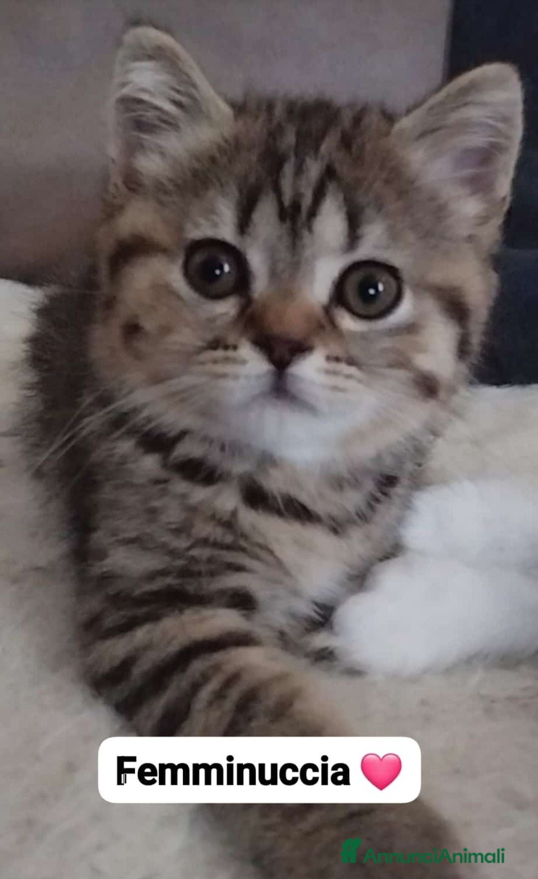 Scottish gatti Cuccioli scottish fold e straight  - Annuncio 14