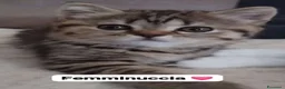 Scottish gatti in vendita: Cuccioli scottish fold e straight  - Annuncio 1