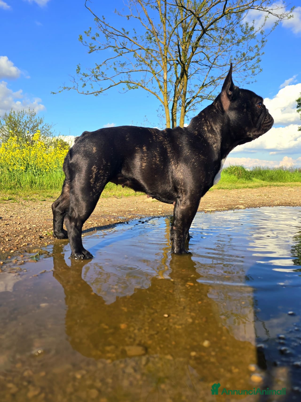 Bulldog Francese cani Disponibili cuccioli di Bulldog Francese - Annuncio 1