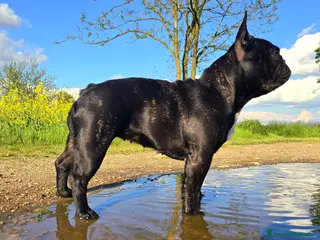 Bulldog Francese cani Disponibili cuccioli di Bulldog Francese - Annuncio 1