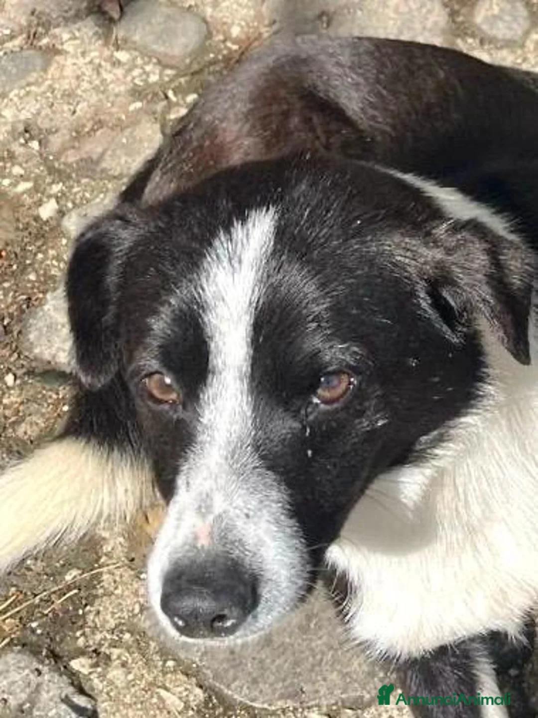 Meticcio cani in regalo: Arturo bellissimo simil border collie - Annuncio 2
