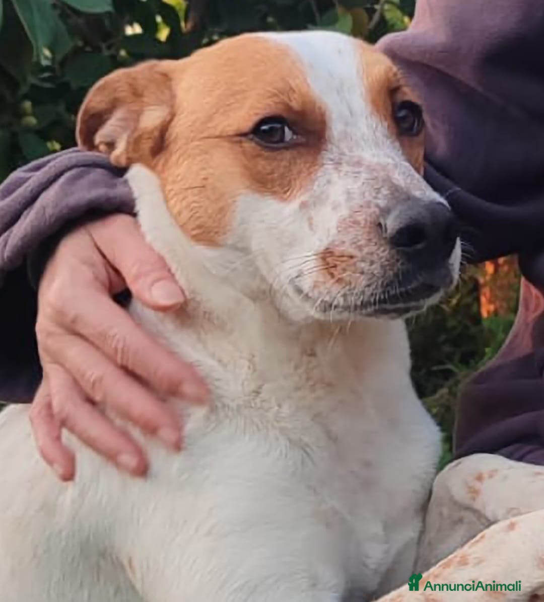 Meticcio cani in regalo: MIELE ASPETTA UNA MAMMA  - Annuncio 4