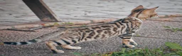 Bengala gatti in vendita: Stupenda cucciola di gatto Bengala 3 mesi - Annuncio 7