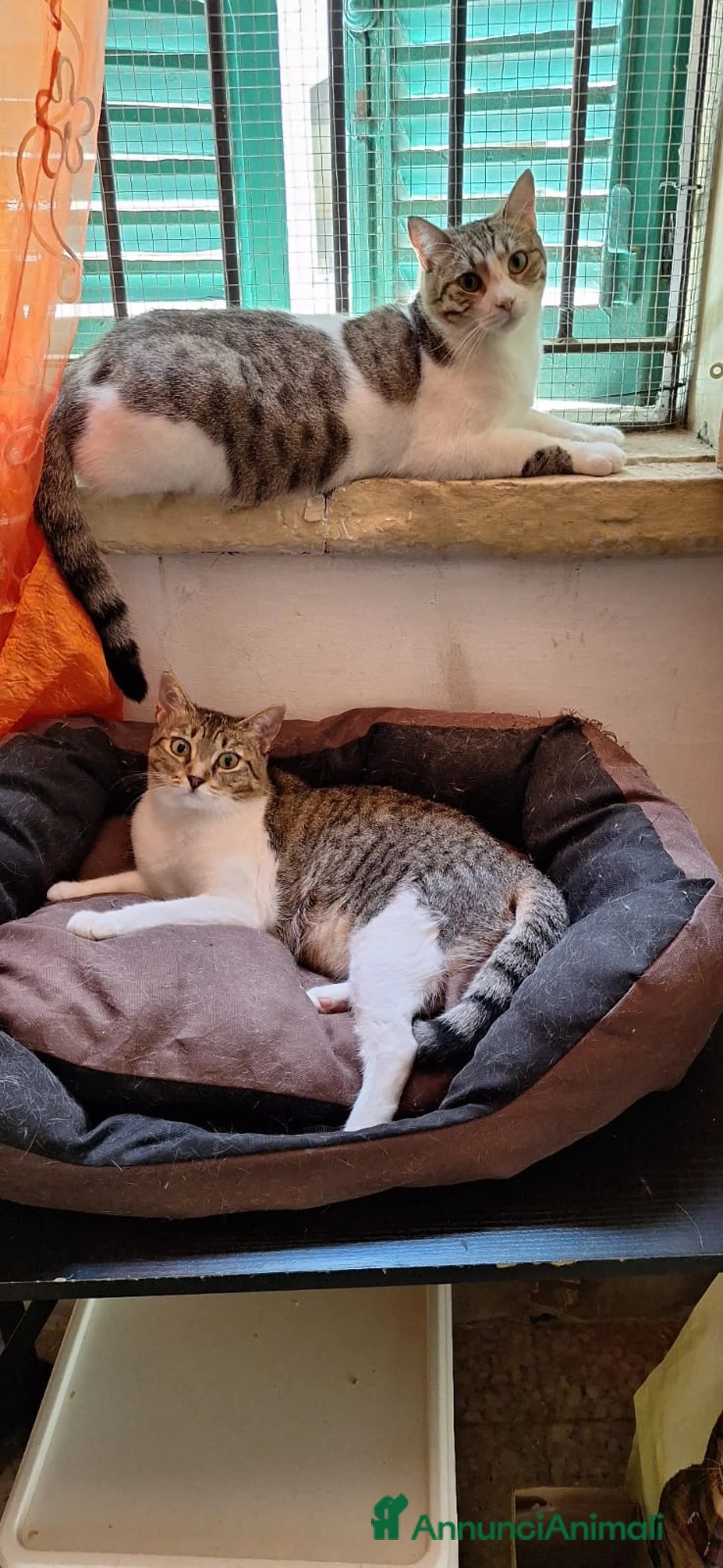 Europeo gatti in regalo: Luz e Blanca, una mamma e la sua piccola ombra - Annuncio 12