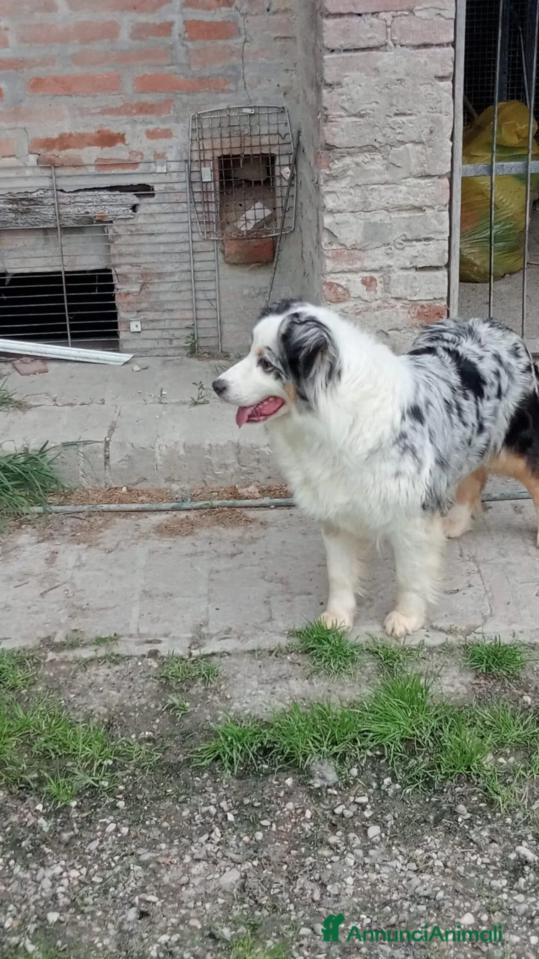Australian Shepherd cani in vendita: DISPONIBILI SPLENDIDI CUCCIOLI MASCHI - Annuncio 13