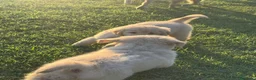 Golden Retriever cani in vendita: Golden sel. caratterialmente/morfologicamente  - Annuncio 7
