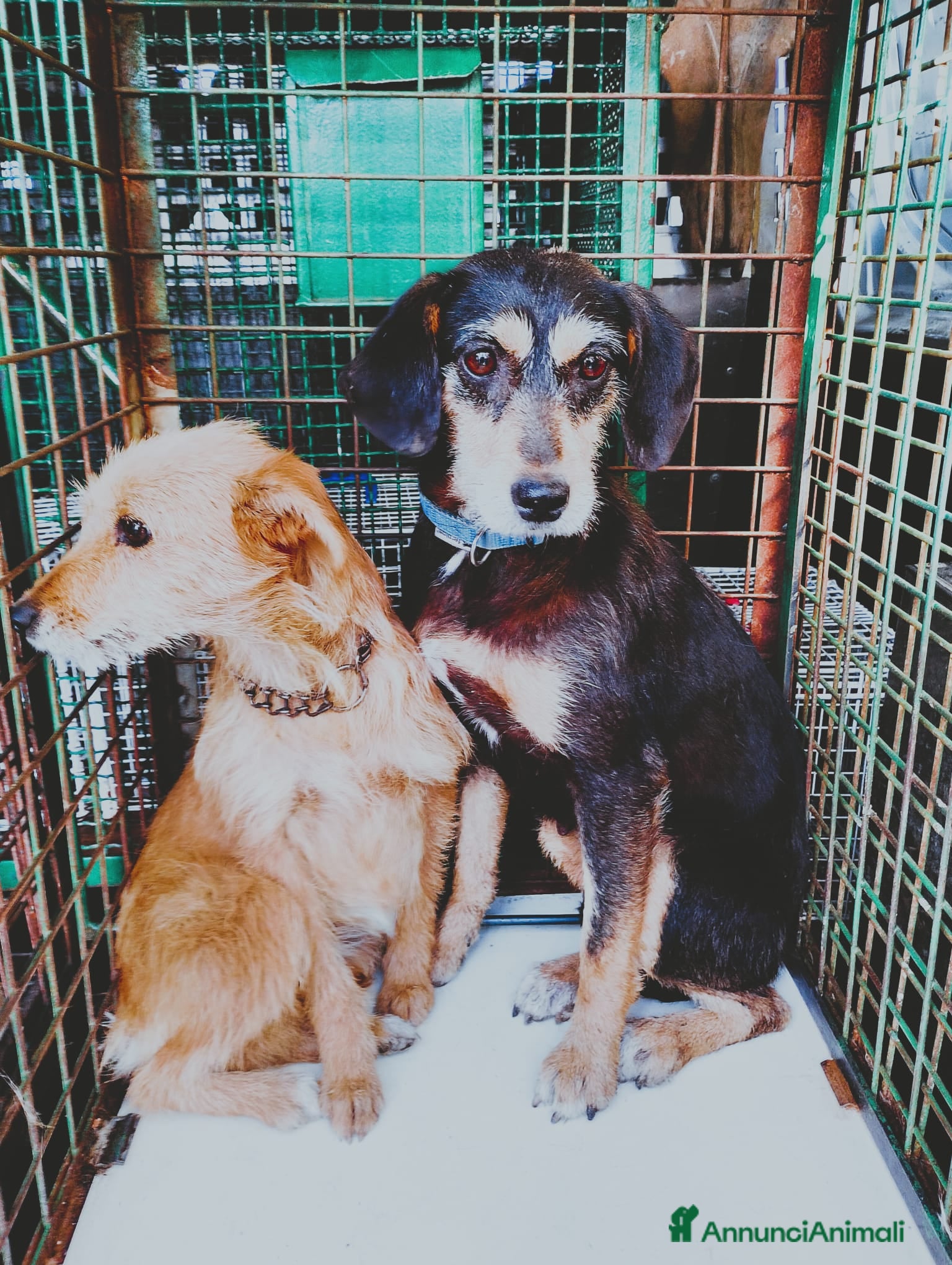Meticcio cani Penny e Licia in canile - Annuncio 3