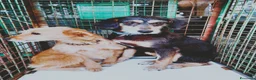 Meticcio cani in regalo: Penny e Licia in canile - Annuncio 1