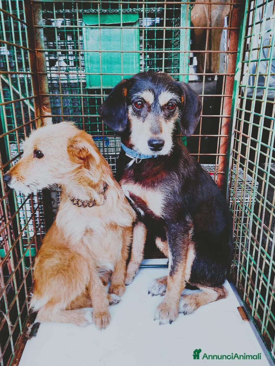 Meticcio cani in regalo: Penny e Licia in canile - Annuncio 1