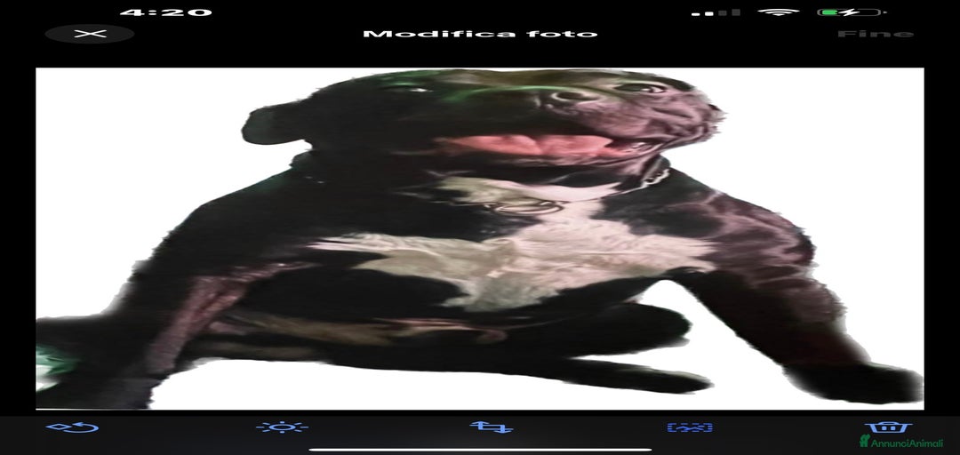 Immagine della galleria {{count}}