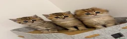 Scottish gatti in vendita: Scottish fold&straihgt - Annuncio 5