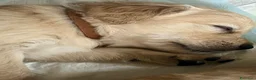 Golden Retriever cani in vendita: Cuccioli Golden Retriever - Annuncio 5