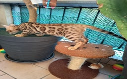 Bengala gatti in vendita: Maschietto & Feminuccia 🥰 - Annuncio 12