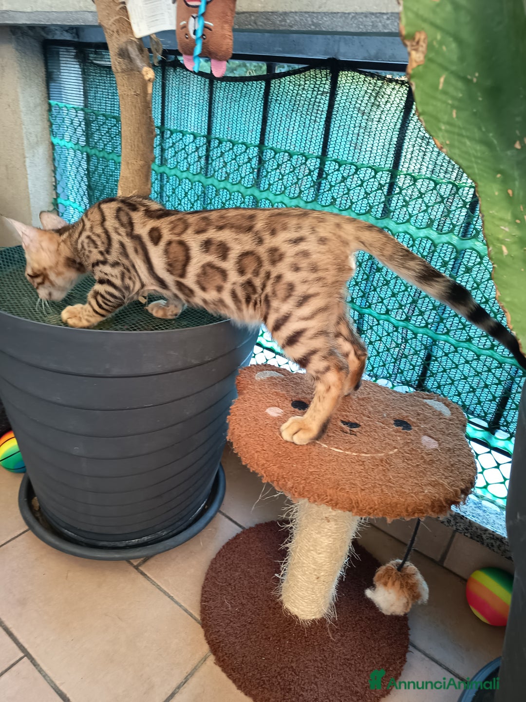 Bengala gatti in vendita: Maschietto & Feminuccia 🥰 - Annuncio 12