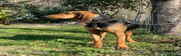 Segugio cani per accoppiamento: Segugio italiano per monte  a Provincia di Pesaro e Urbino - Annuncio 3