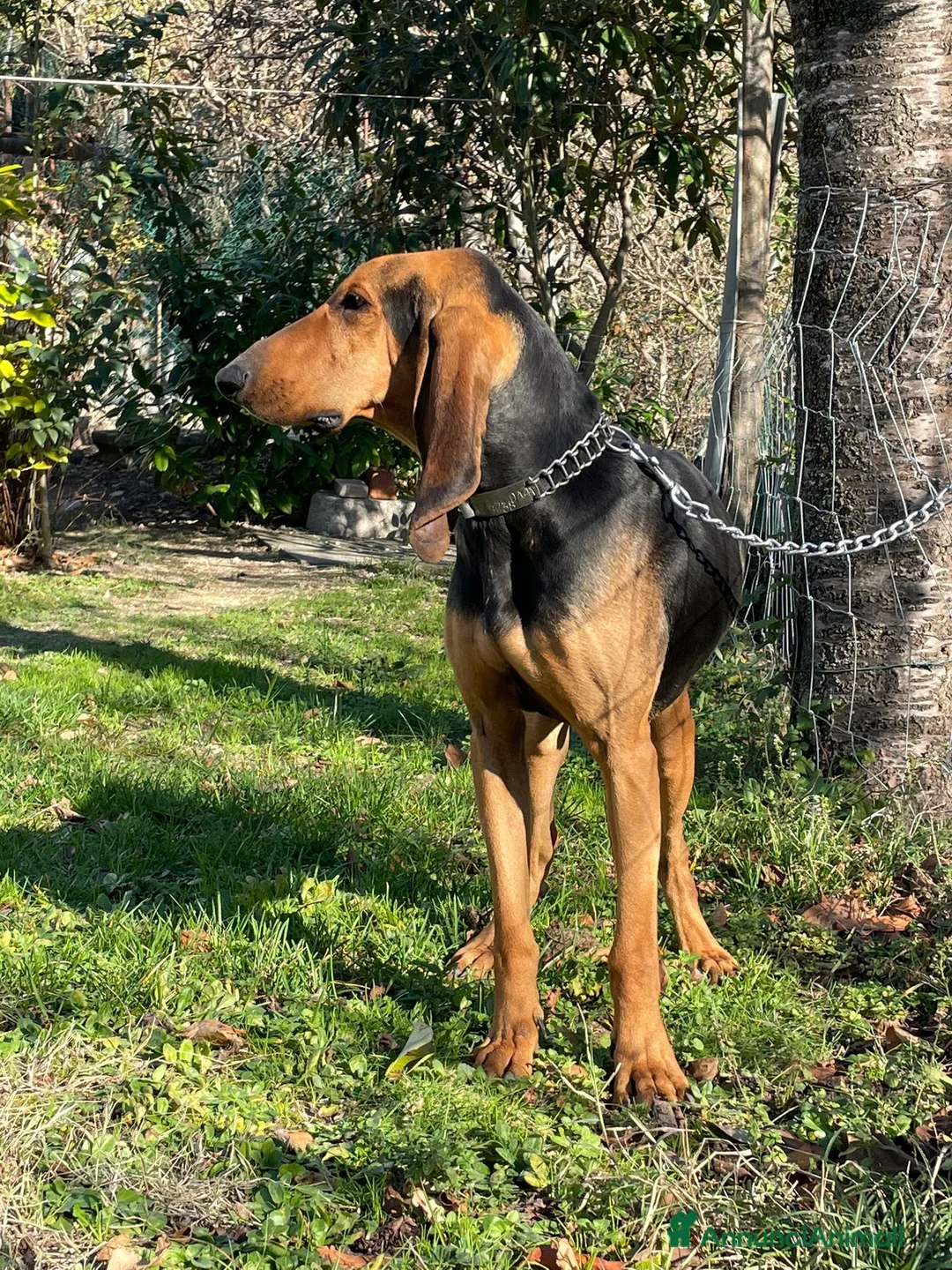 Segugio cani per accoppiamento: Segugio italiano per monte  a Provincia di Pesaro e Urbino - Annuncio 3