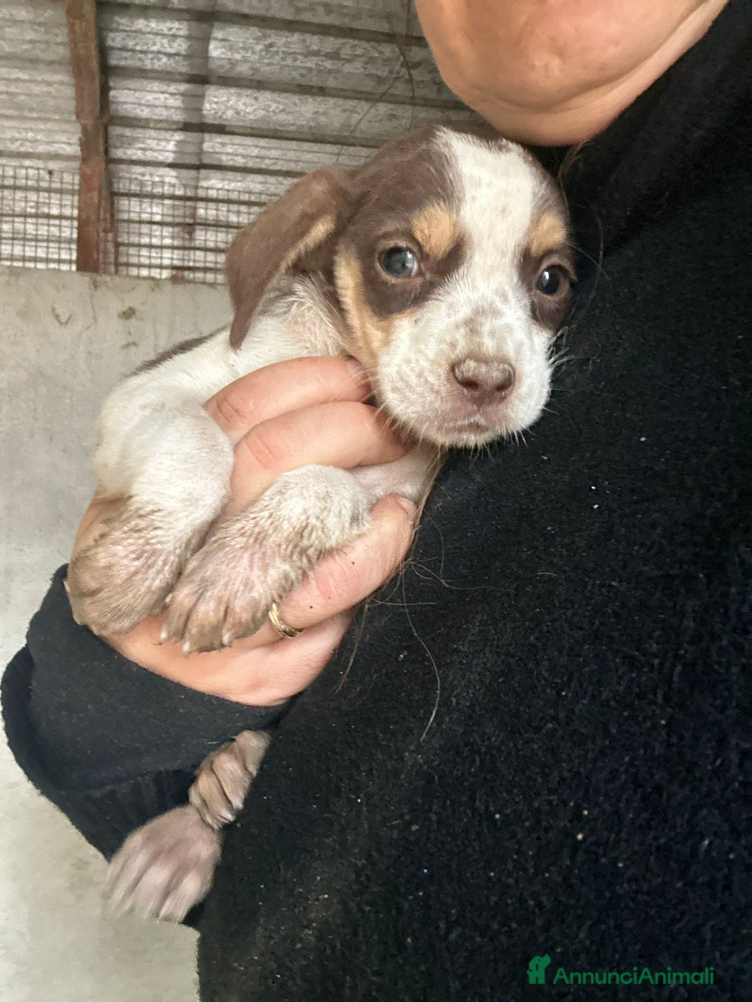 Meticcio cani in regalo: CUCCIOLA TG P - Annuncio 2