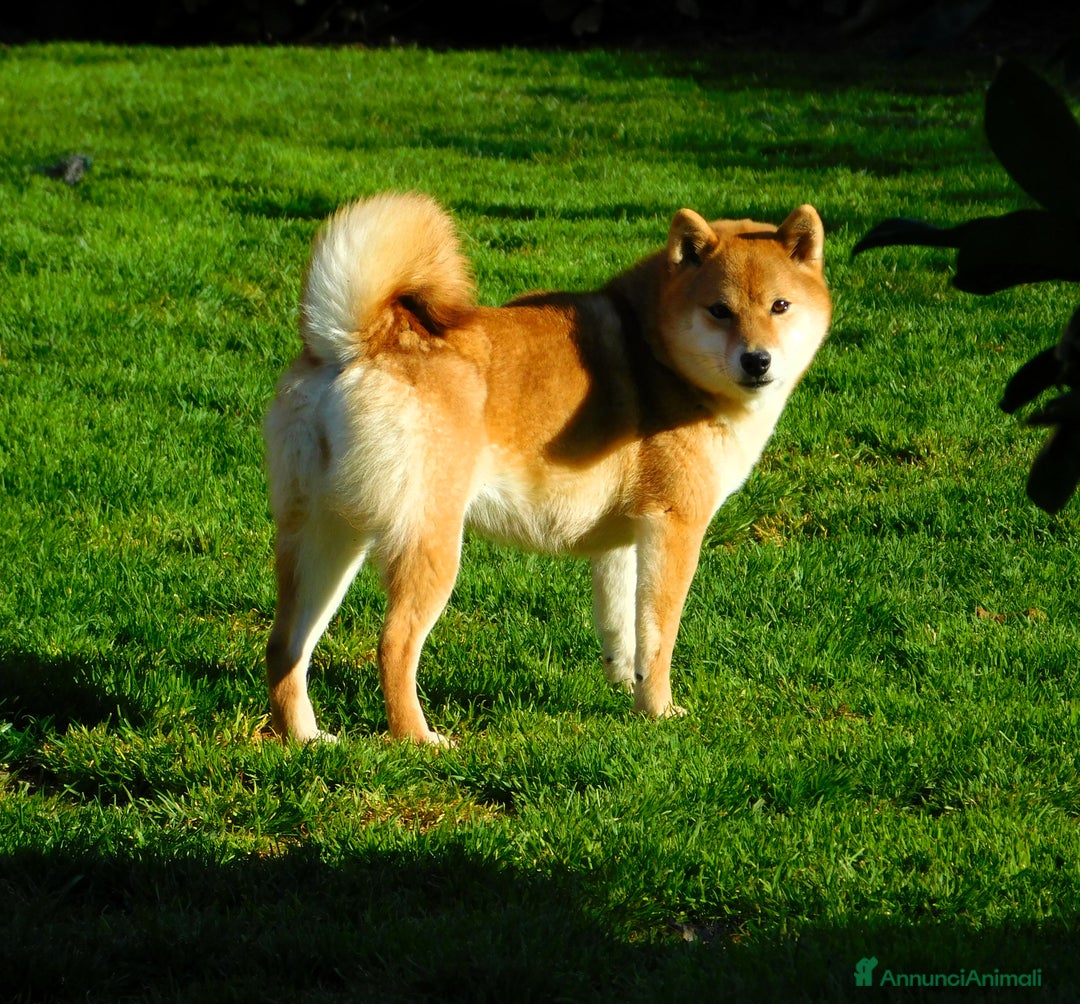 Shiba Inu cani in vendita: Meravigliosi Cuccioli Shiba Inu Serietà e Passione - Annuncio 6