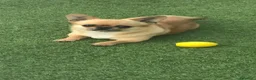 Chihuahua cani in vendita: Chihuahua pelo corto - Annuncio 5