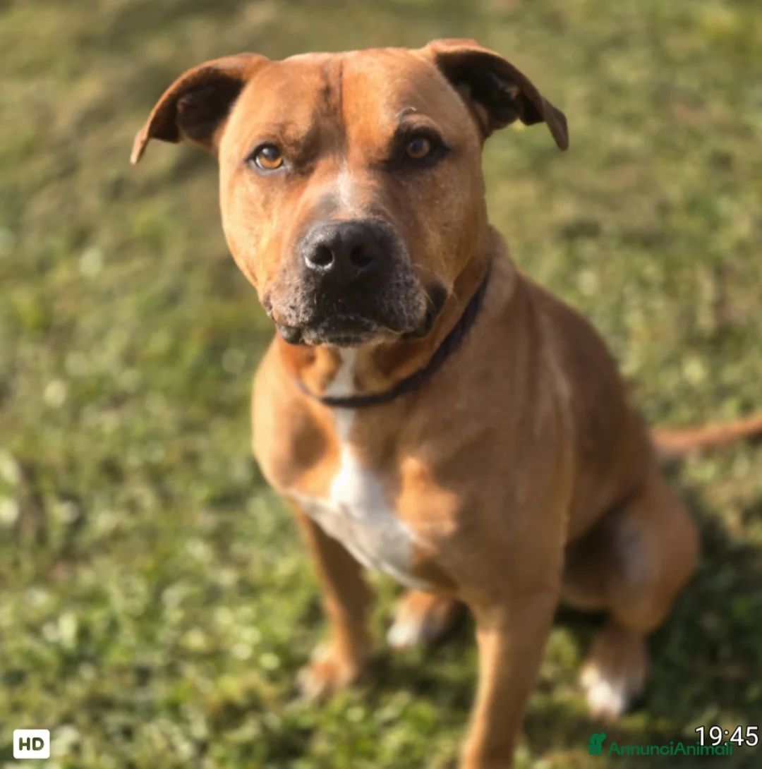 Pitbull cani in regalo: Pitbull 7anni buonissimo salvato anni fa.ROMA - Annuncio 1