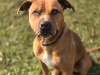 Pitbull cani Pitbull 7anni buonissimo salvato anni fa.ROMA - Annuncio 8