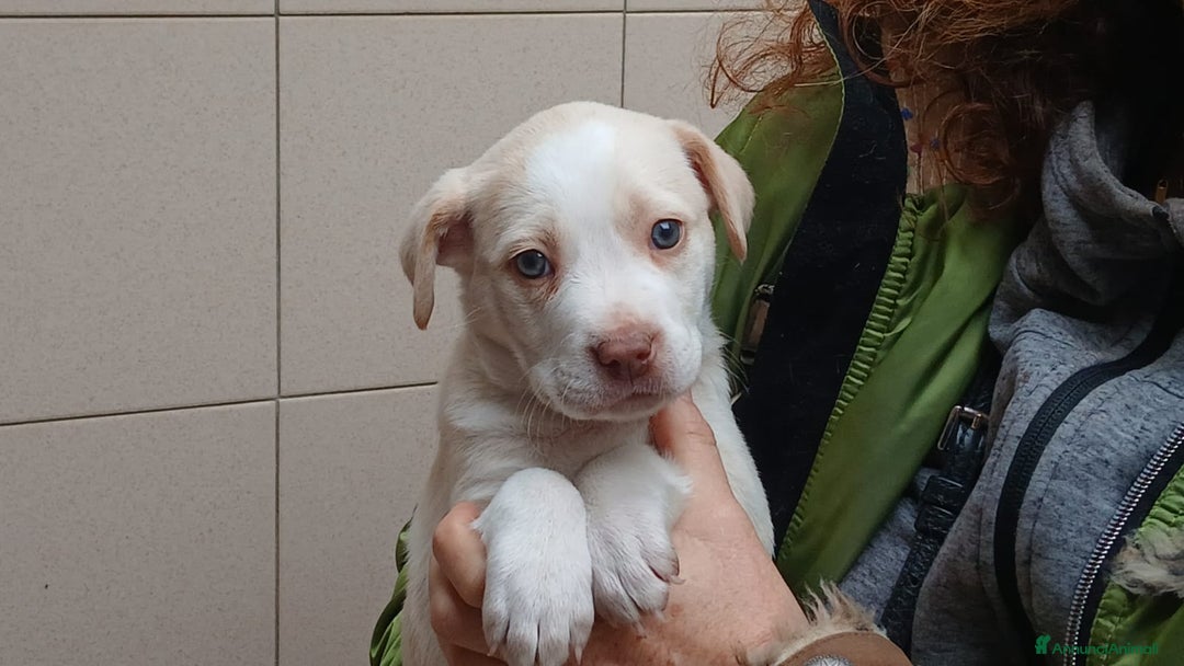 Meticcio cani in regalo: LA DOLCISSIMA FRIDA STA CERCANDO LA SUA MAMMA - Annuncio 3