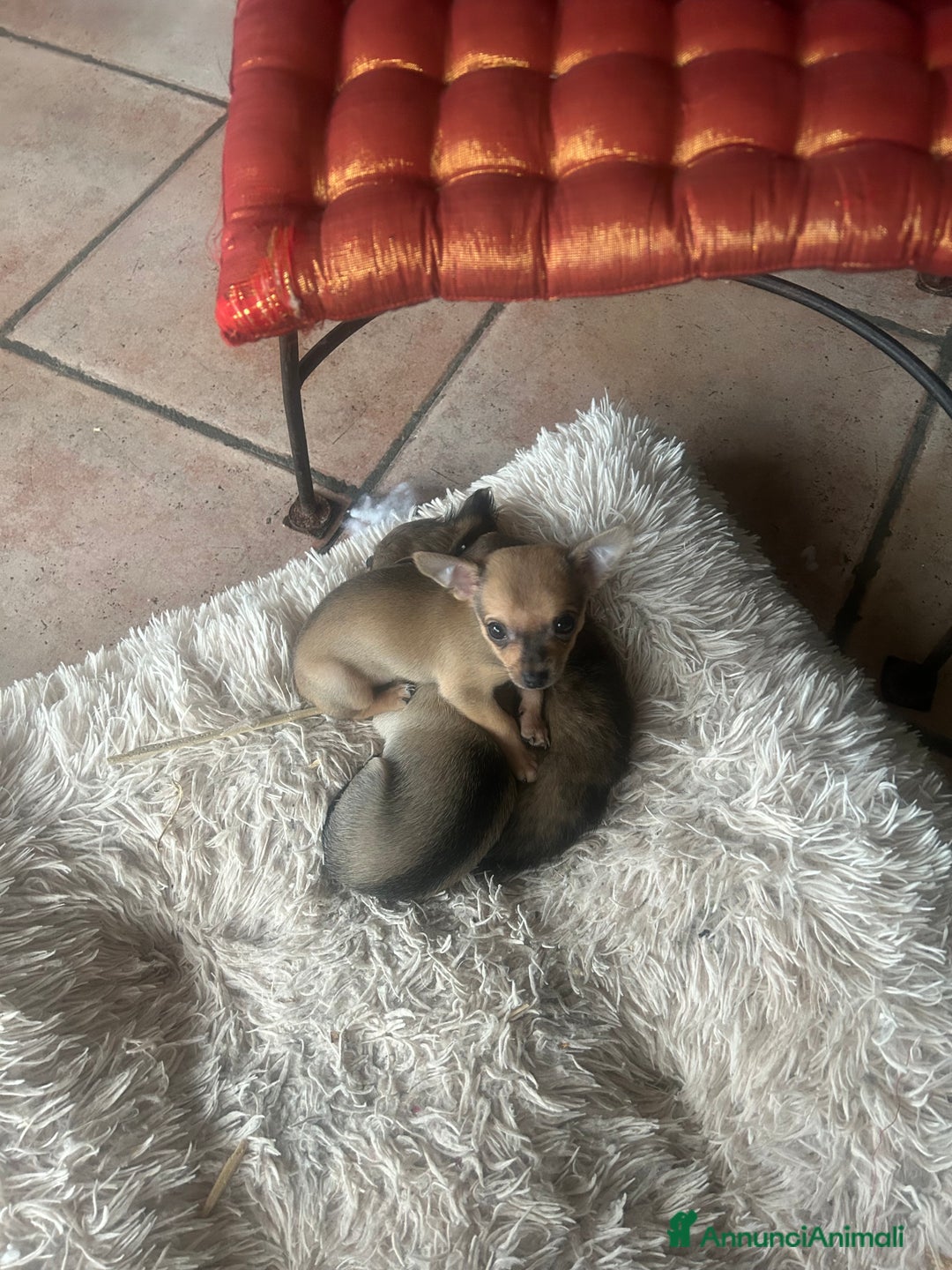 Chihuahua cani in vendita: Tre Cuccioli femmine - Annuncio 8