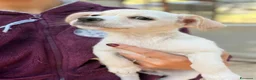 Meticcio cani in regalo: LA TENERA ZOE a Città metropolitana di Roma Capitale - Annuncio 6