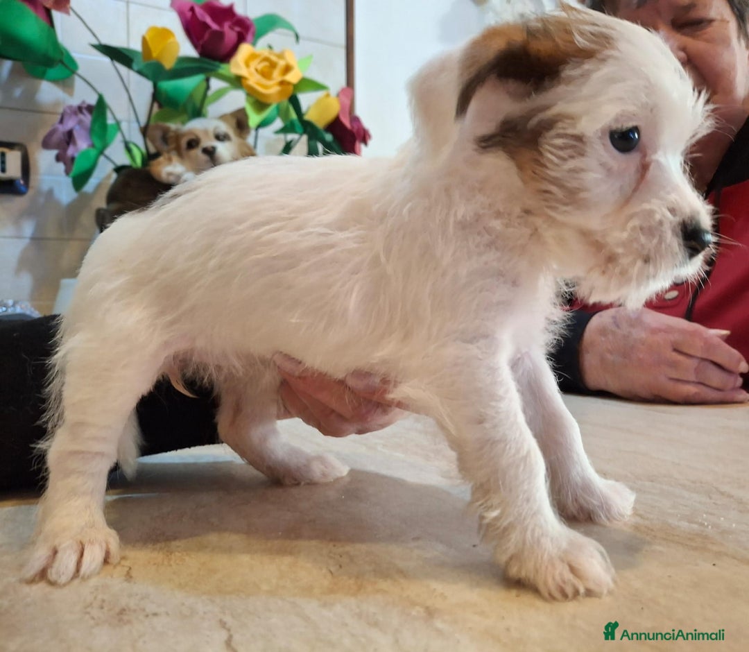Jack Russell cani in vendita: Cuccioli di Jack Russell con pedigree  - Annuncio 10