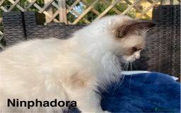 Ragdoll gatti in vendita: Fantastici cuccioli di Ragdoll a Provincia di Pavia - Immagine 7
