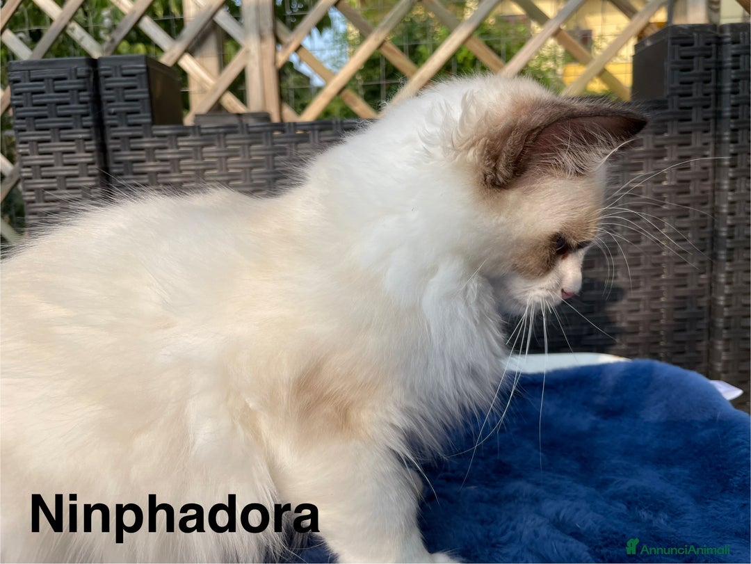 Ragdoll gatti in vendita: Fantastici cuccioli di Ragdoll a Provincia di Pavia - Immagine 7