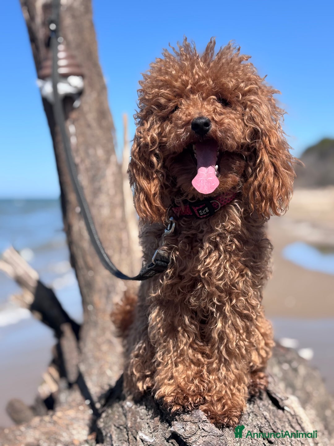 Barboncino Toy cani in vendita: Barbone toy - Annuncio 4