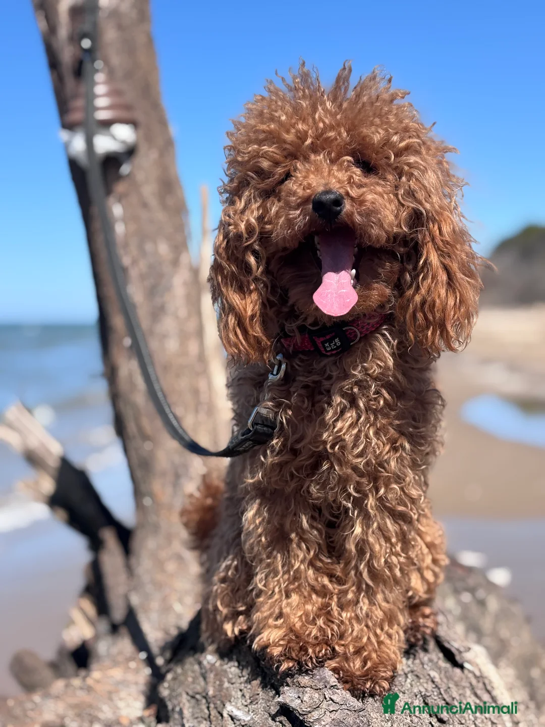 Barboncino Toy cani in vendita: Barbone toy - Annuncio 3