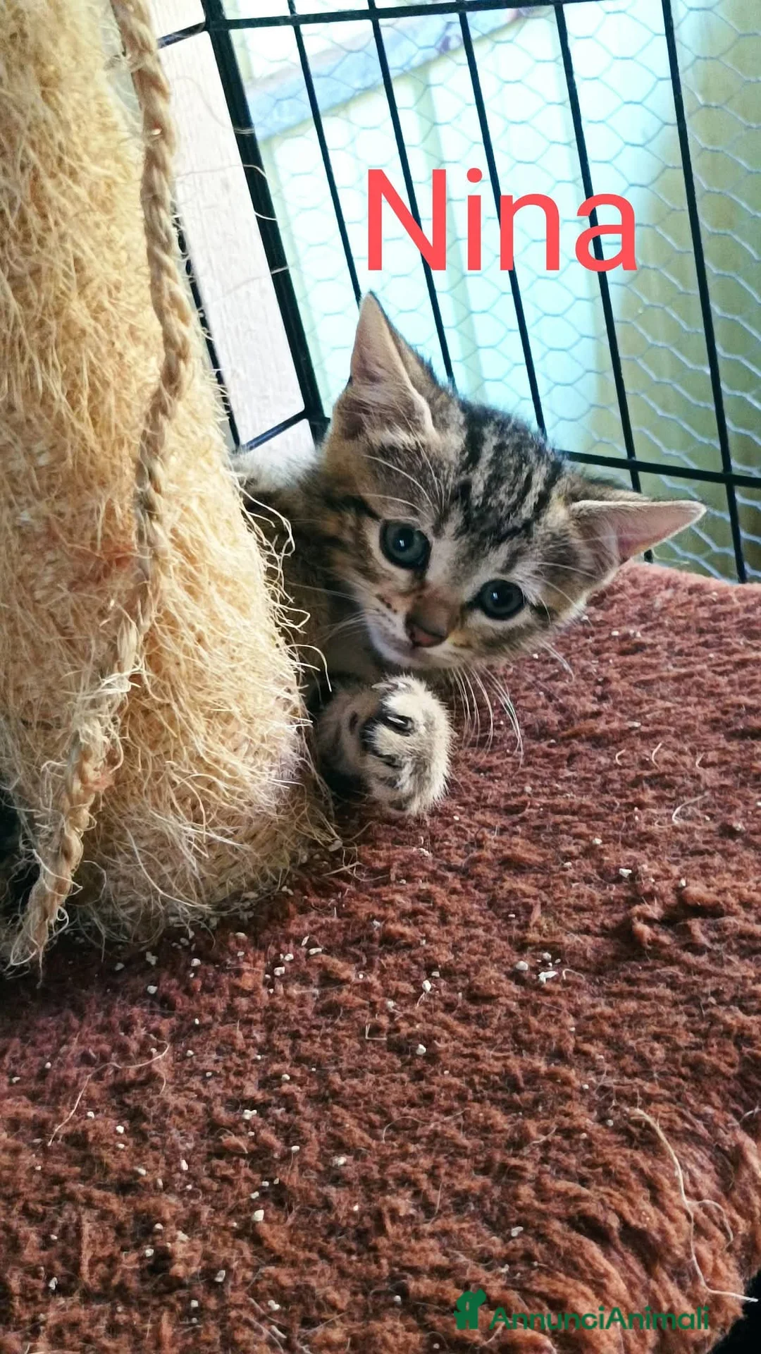 Meticcio gatti in regalo: 2 mesi e mezzo, 1 maschio e 3 femmine  - Annuncio 5