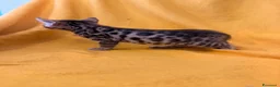 Bengala gatti in vendita: Cuccioli di Bengala - Annuncio 3