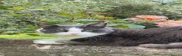 Europeo gatti in regalo: Gattini 2 mesi femmina e maschi - Annuncio 5