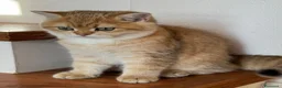Scottish gatti in vendita: Scottish Straight Cucciola a Provincia di Prato - Annuncio 6