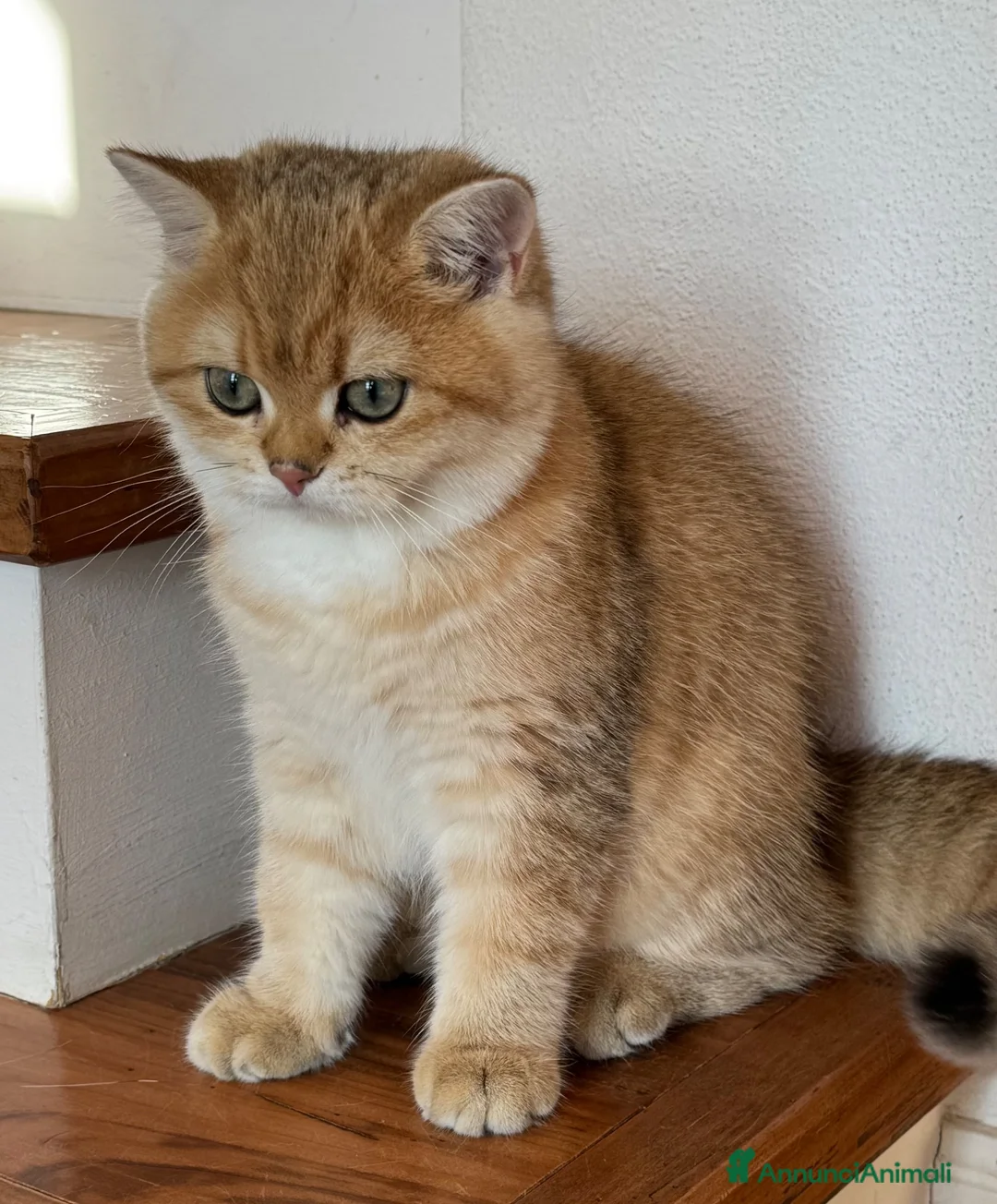 Scottish gatti in vendita: Scottish Straight Cucciola a Provincia di Prato - Annuncio 6