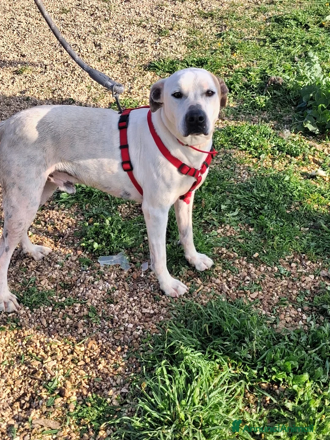 Meticcio cani in regalo: Spyke il cucciolo rifiutato da tutti  - Annuncio 4