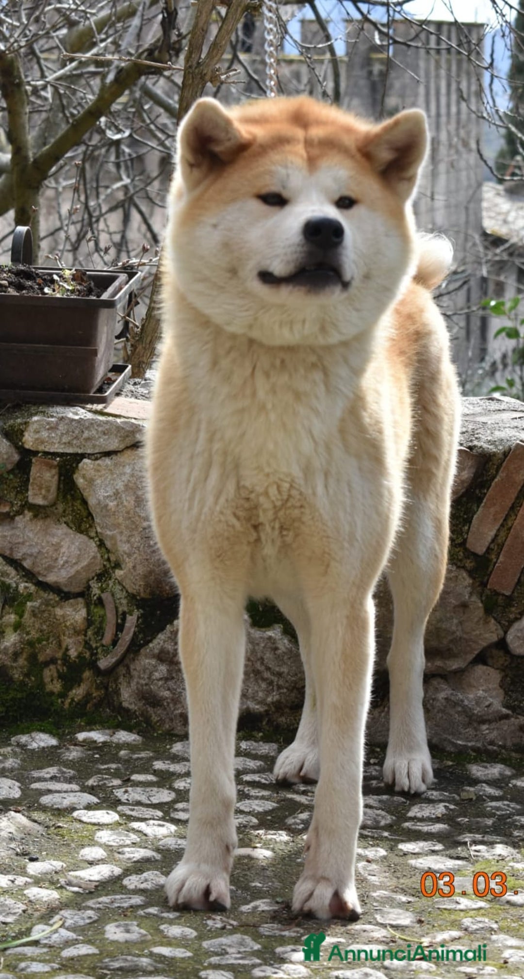 Akita Inu cani in vendita: vendesi cucciola di Akita inu - Annuncio 4