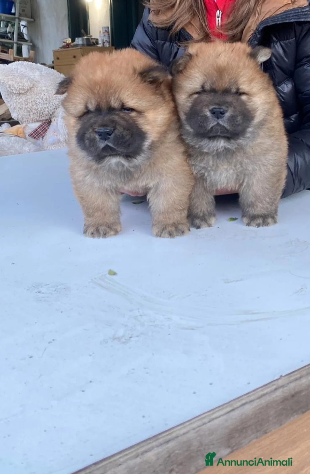 Chow Chow cani in vendita: DISPONIBILI CUCCIOLI DI CHOW-CHOW ALTA GENEALOGIA - Annuncio 3